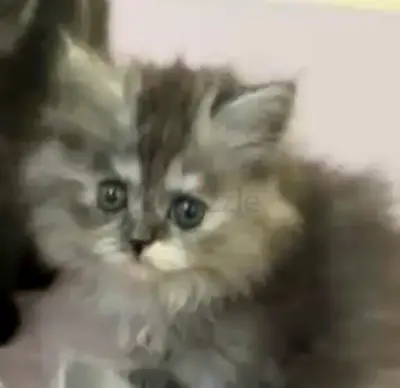 قطه جميله