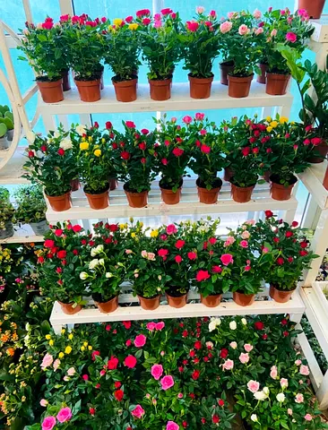 Live Indoor Rose Plant