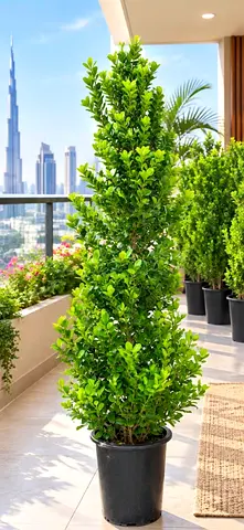 Tall Potted Evergreen Topiary - Ready for Balcony or Garden