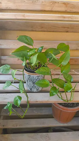 Healthy Green Pothos Plant in Decorative Ceramic Pot