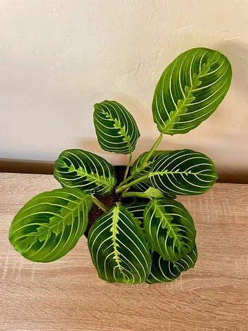 Maranta Lemon lime