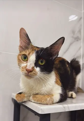 Super Cuddly Calico Cat Pudding for Adoption