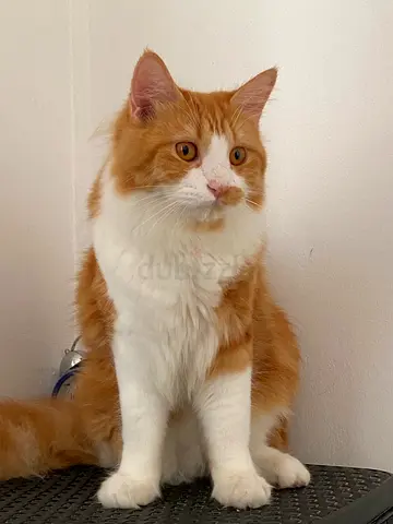 Kitten for FREE ADOPTION ( Urgent)