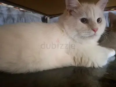 Little bubby is looking for a forever home
