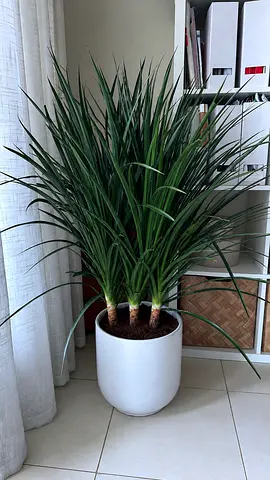 Dracaena - Dragon tree | Luxurious Branded Pot