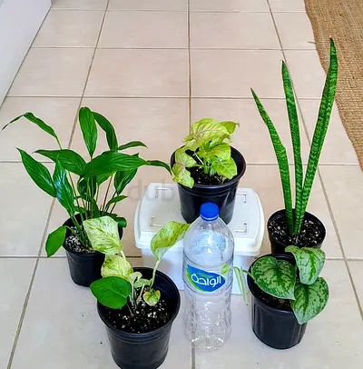 Take all 5 easy to take care indoor plants Final price , last price , best price 60 dhs only