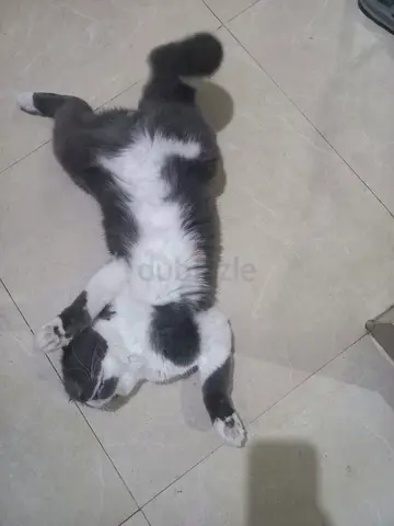 Lovely cat for free adoption in ajman