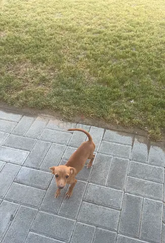 Puppy pincher for adoption