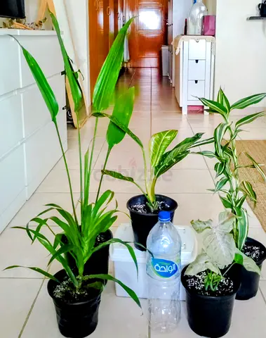 Indoor houseplant collection — 5 potted green plants, ready to rehome