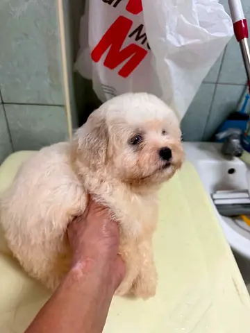 Small fluffy white  maltese puppy,  friendly, healthy, ready for a new home