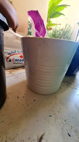 2 Ceramic Plant Pots