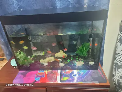 60L Fish Aquarium with Filter, Plants and Decorations - Ready to Use