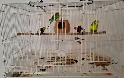 Duvo Plus Budgie Mix - Large Sealed Bag (Parakeet Food)