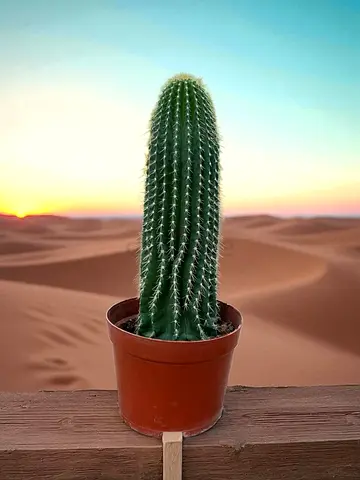 Healthy Tall Potted Cactus - Ready to Decorate Your Space