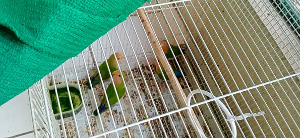 Peach faced love birds