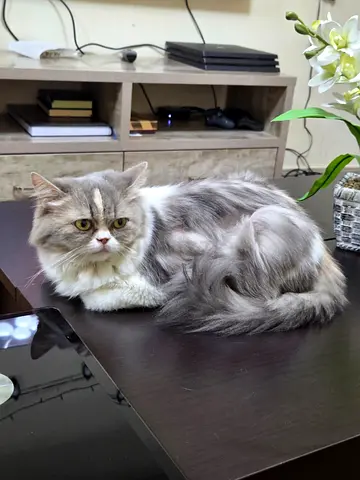 FREE ADOPTION - Rescued Persian Female Cat - 2 Years Old