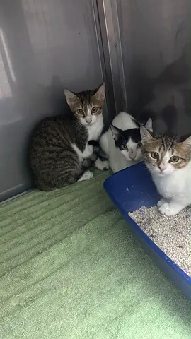 Rescued Kittens for free adoption Female