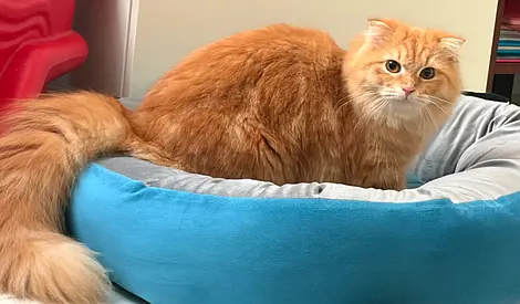 Pets