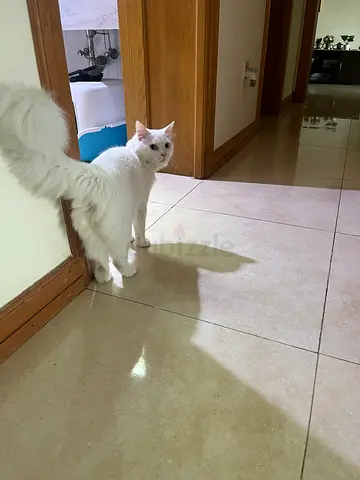 Male cat for adoption