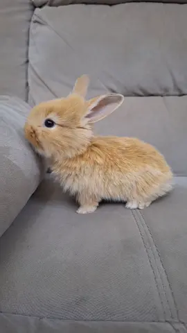 Rehoming bunnies