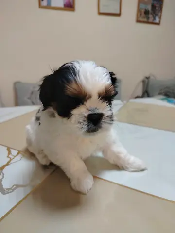 2-week-old Shih Tzu puppy available for adoption