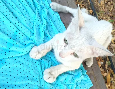 Pretty BIANCA needs a loving forever home