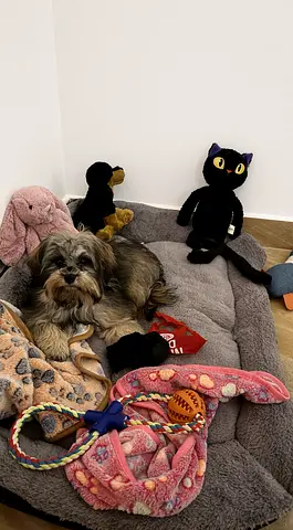 Small mixed-breed Multipoo dog 7 months old