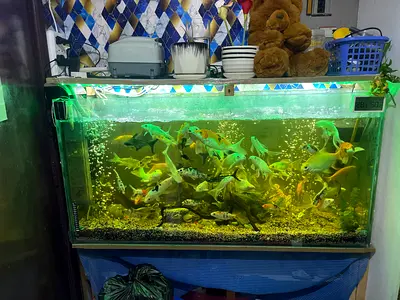 Fish tank
