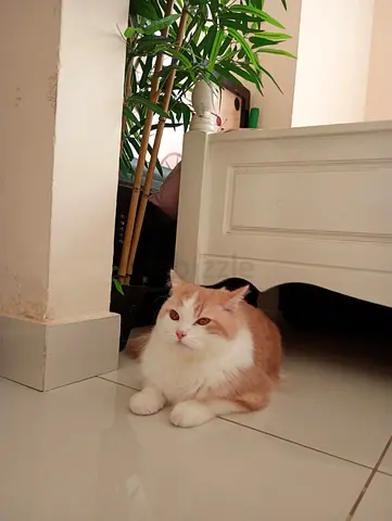 Friendly longhair cat available for adoption — healthy and calm