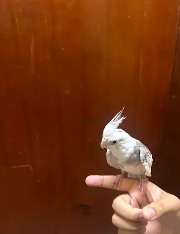 White-faced Cockatiel / Small Pet Bird - Tame and Friendly