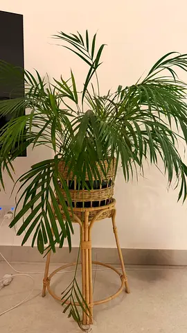 Golden Cane Palm, medium size. PLANT ONLY
