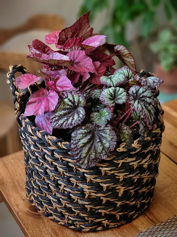 Indoor plant mixed Begonia bundle with seagrass basket