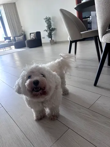 Friendly small white dog available for adoption