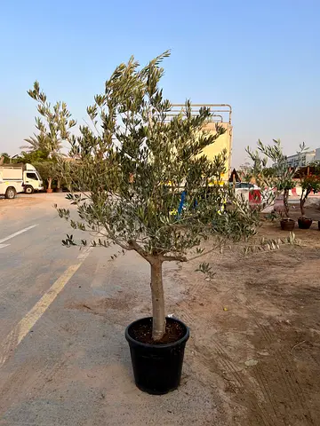 Potted Mature Olive Tree (Outdoor) - Healthy Trunk, Ready to Plant