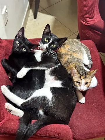 Friendly cat family for adoption