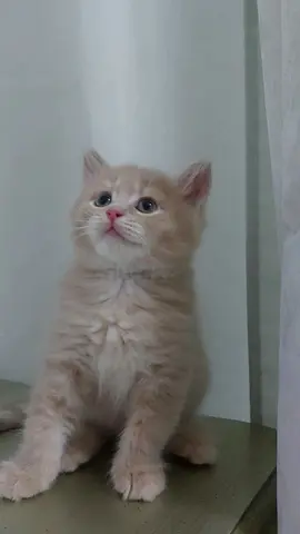 2 month old cute male kitten beautiful fawn color he is longhair and British.