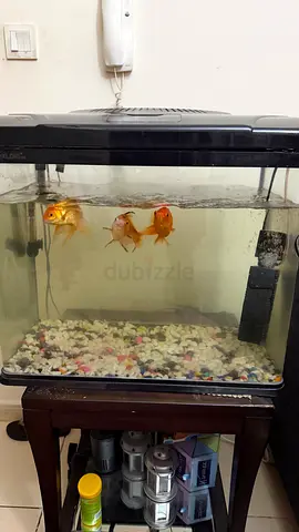 Fish Tank with Goldfish and Accessories