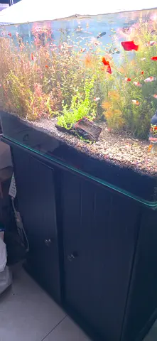 Large planted aquarium with stand
