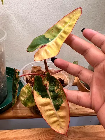 Variegated Billietiae . 5 leaves. Aed400/-. Pickup in Sharjah. Delivery can be arranged.  #Variegate
