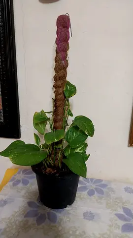 Money plant