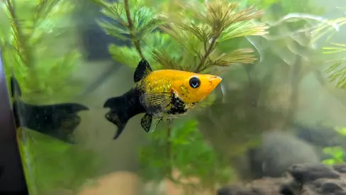 Molly fish for adoption