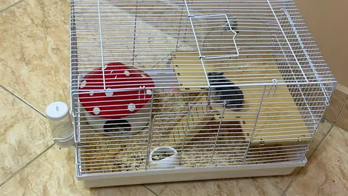Free hamster for adoption 🐹 🏡