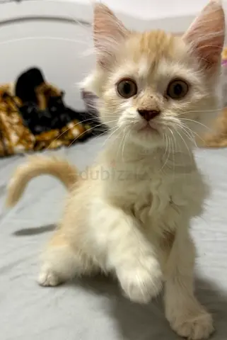 3 months-old friendly golden longhair Persian kitten — ready for a loving home