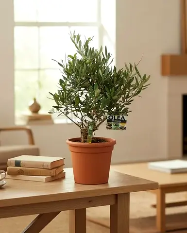Potted Olive Tree (Indoor) - Healthy Small Plant in Terracotta Pot