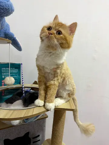 Friendly young long-haired Persian cat - family rehoming (healthy, indoor)