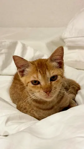 Orange kitten for adoption