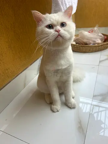 🐾 Cat for Adoption 🐾