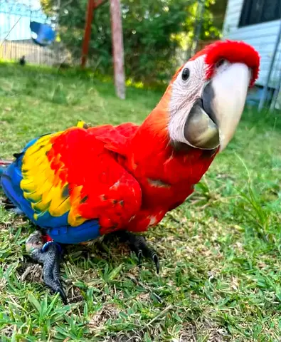 Adorable DNA tested Scarlet Macaw parrot