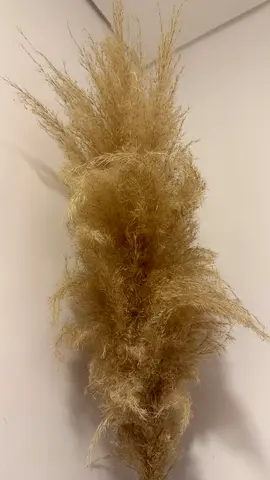 Boho Pampas Grass 4 Stems