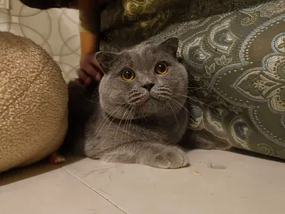 Young Scottish Fold / British Shorthair mix cat - 1.5 years,friendly, free for adoption. No charges
